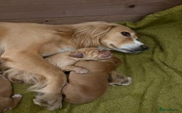 Cocker Spaniel dogs for sale: 3 Working Cocker boy puppies for sale - Image 8