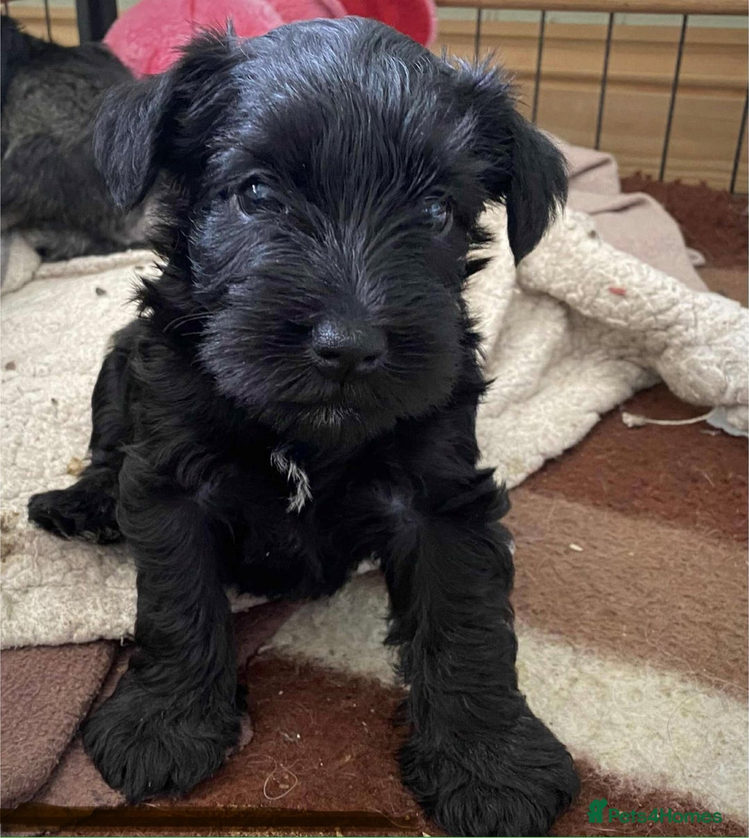Miniature Schnauzer dogs for sale: 6 adorable Miniature schnauzer puppies  - Image 7