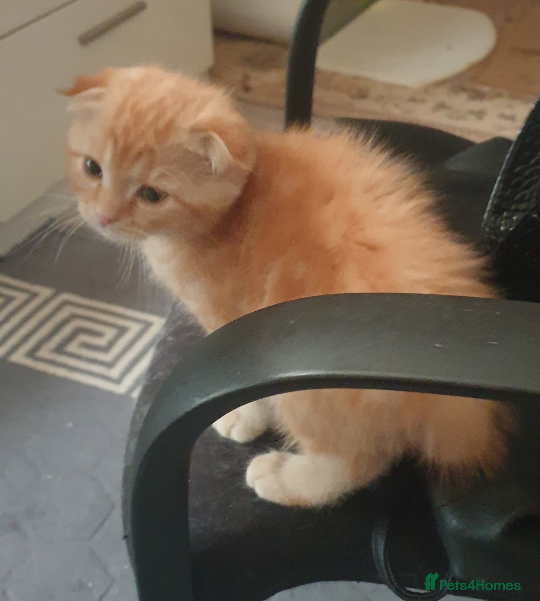 Scottish Fold cats Adorable kittens - Advert 2