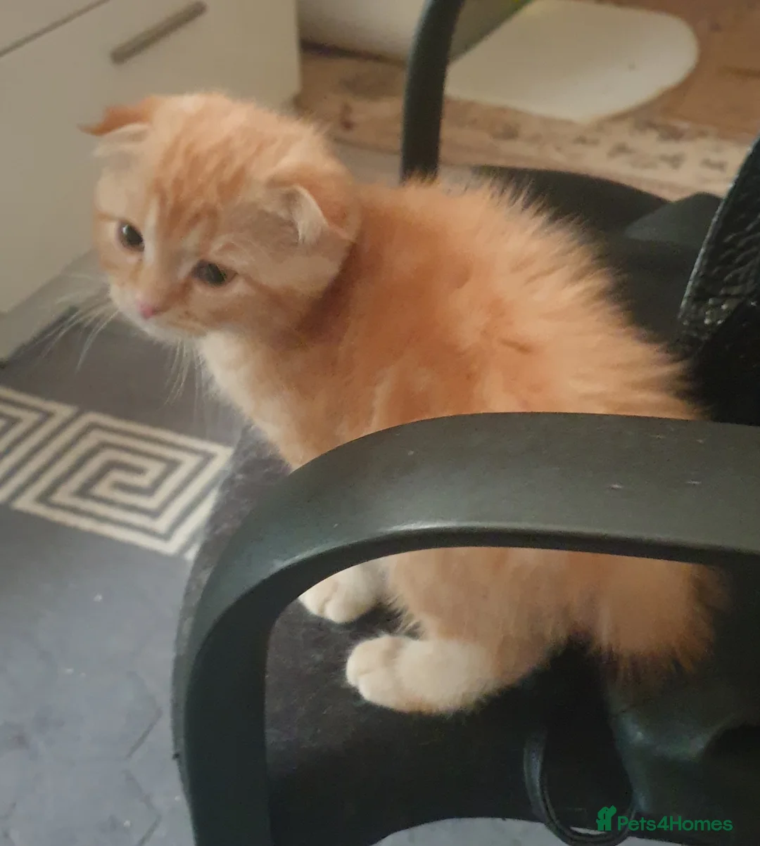 Scottish Fold cats for sale: Adorable kittens - Advert 1