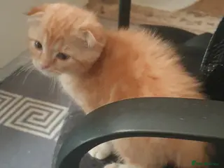 Scottish Fold cats Adorable kittens - Advert 3