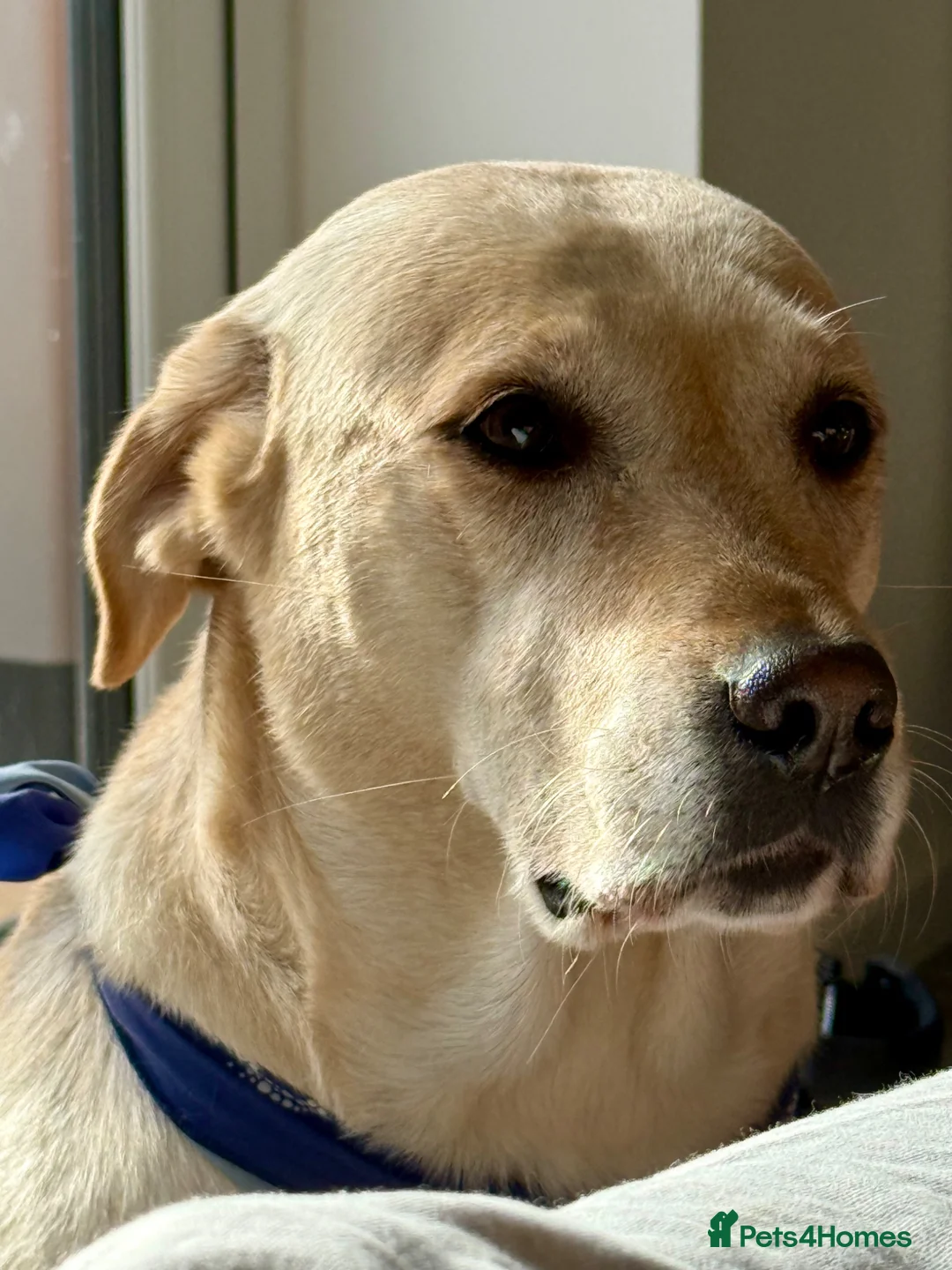 Labrador Retriever dogs for sale: 5 Year Old Labrador Looking for a New Home - Advert 2