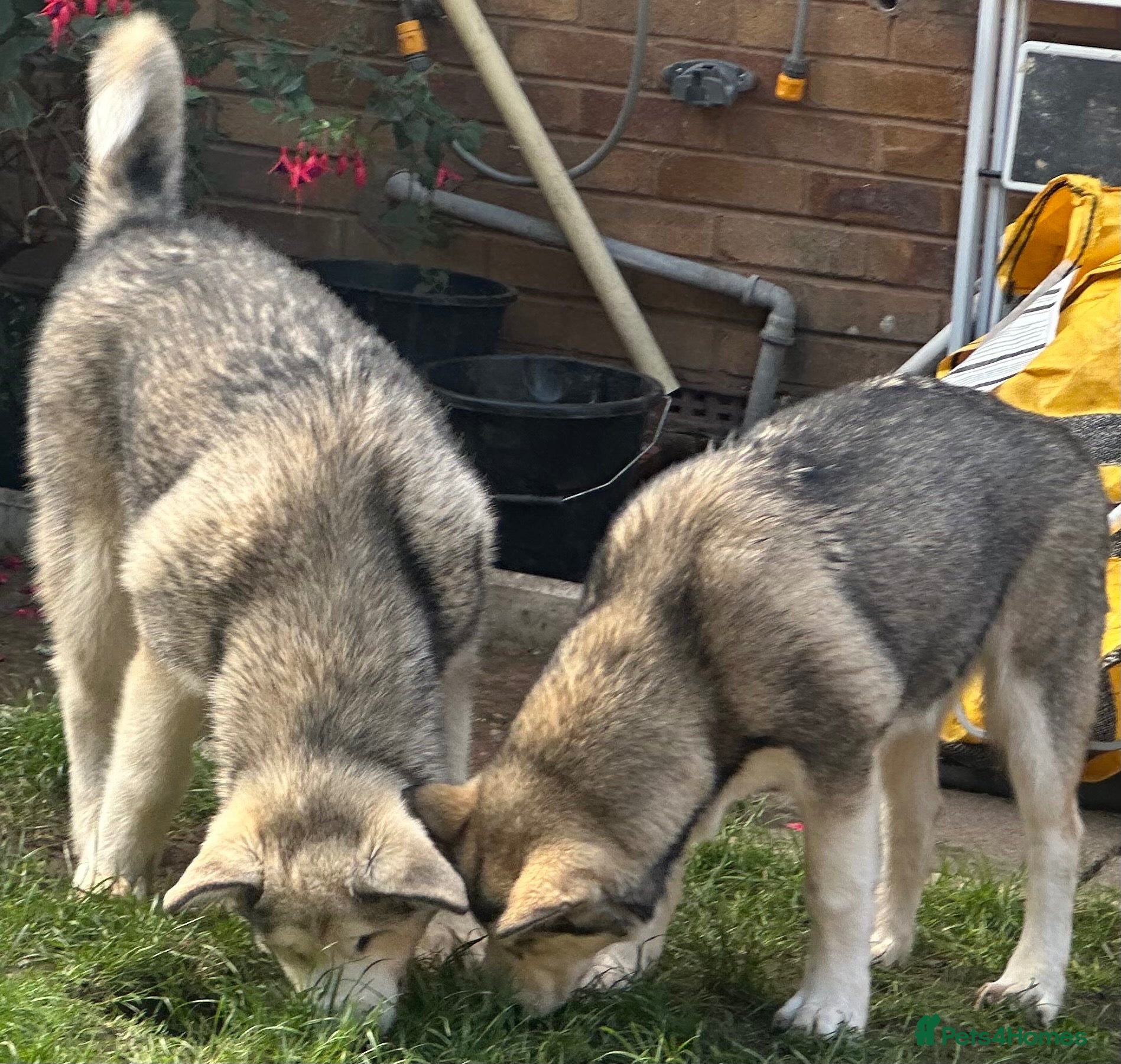 Alaskan Malamute dogs Last 2 females available  - Advert 2