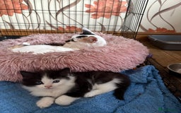 Mixed Breed cats for sale: 5 mixed breed cute kittens  - Image 6