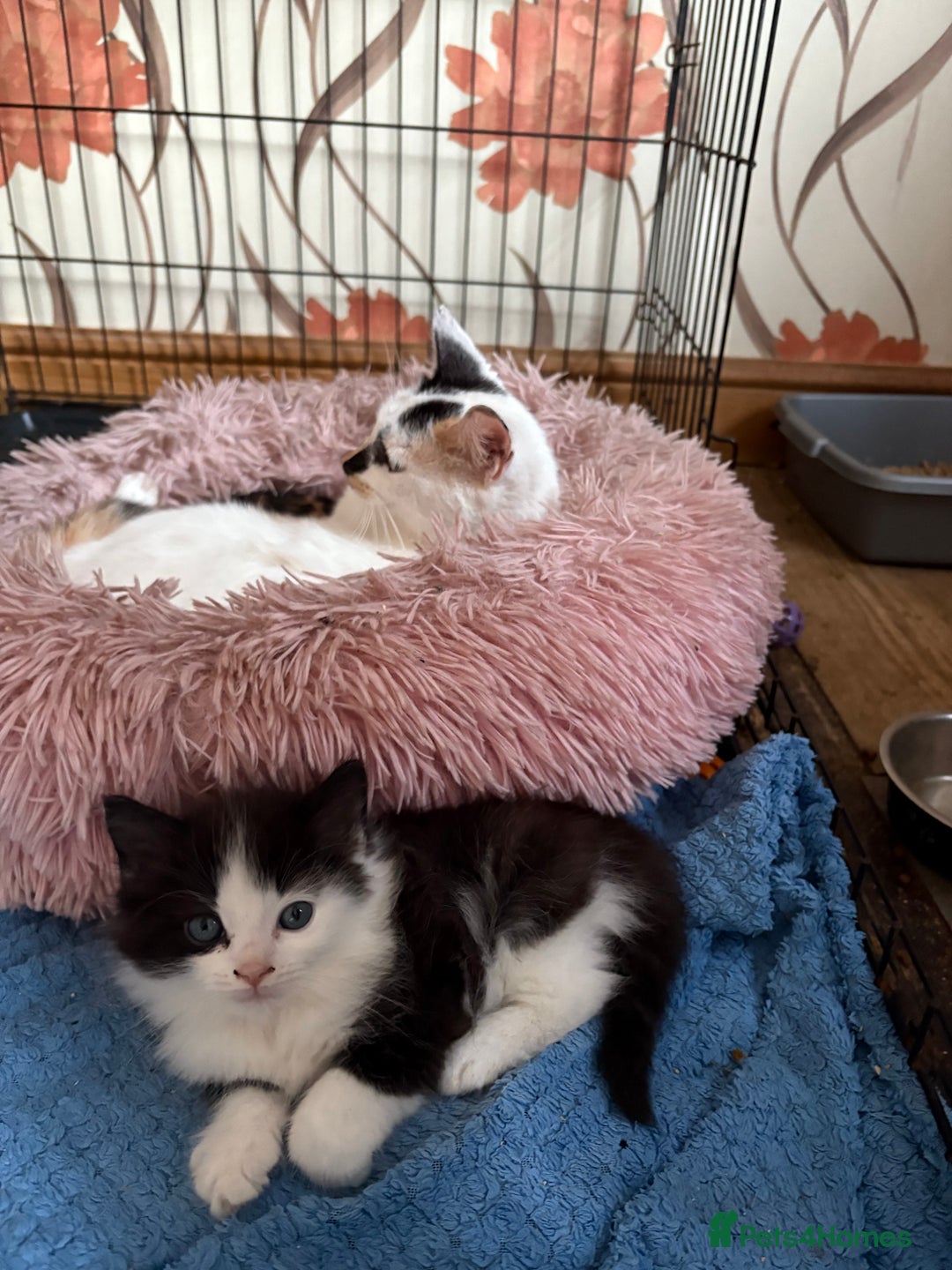 Mixed Breed cats for sale: 5 mixed breed cute kittens  - Image 6