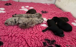 Cockapoo dogs for sale: F1 Cockapoos  - Image 2