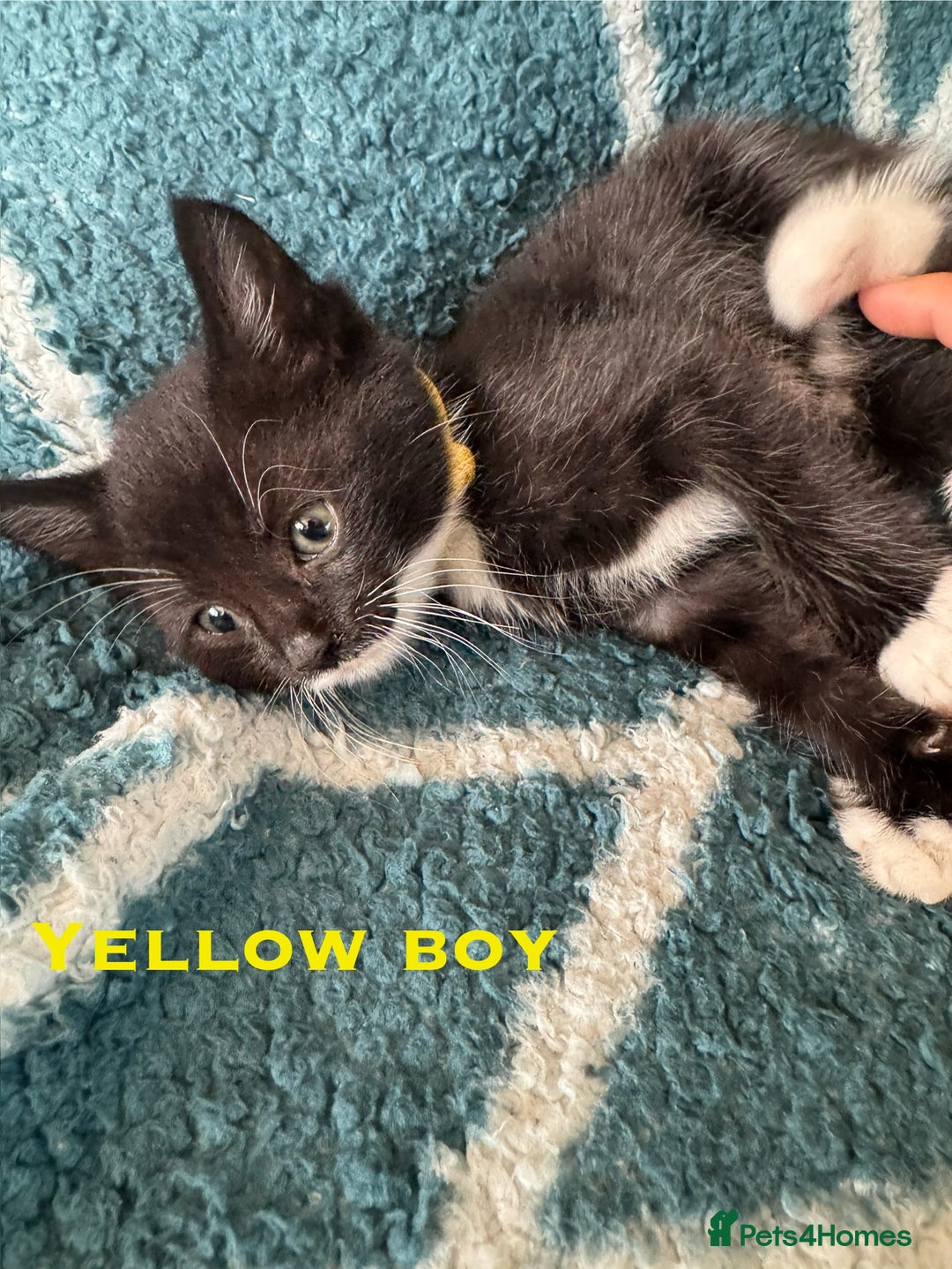 Mixed Breed cats for sale: Loving lots - Image 9