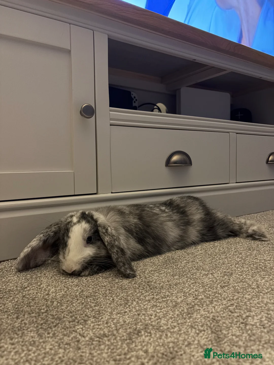 Dwarf Lop rabbits for sale: 10 month dwarf lop - Advert 5