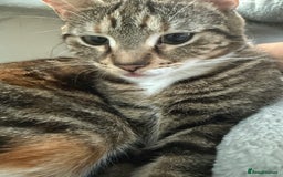 Mixed Breed cats for sale: 5 beautiful kittens looking for a lovely home - Advert 1