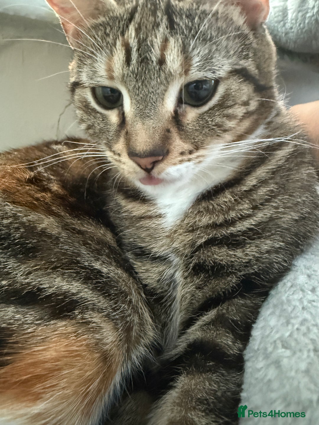 Mixed Breed cats for sale: 5 beautiful kittens looking for a lovely home - Advert 1