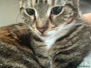 Mixed Breed cats 5 beautiful kittens looking for a lovely home - Advert 8