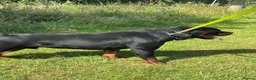 Rottweiler dogs for sale: Rottwiler puppies - Advert 9