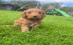 Cockapoo dogs for sale: Cockapoo F1 - Image 3