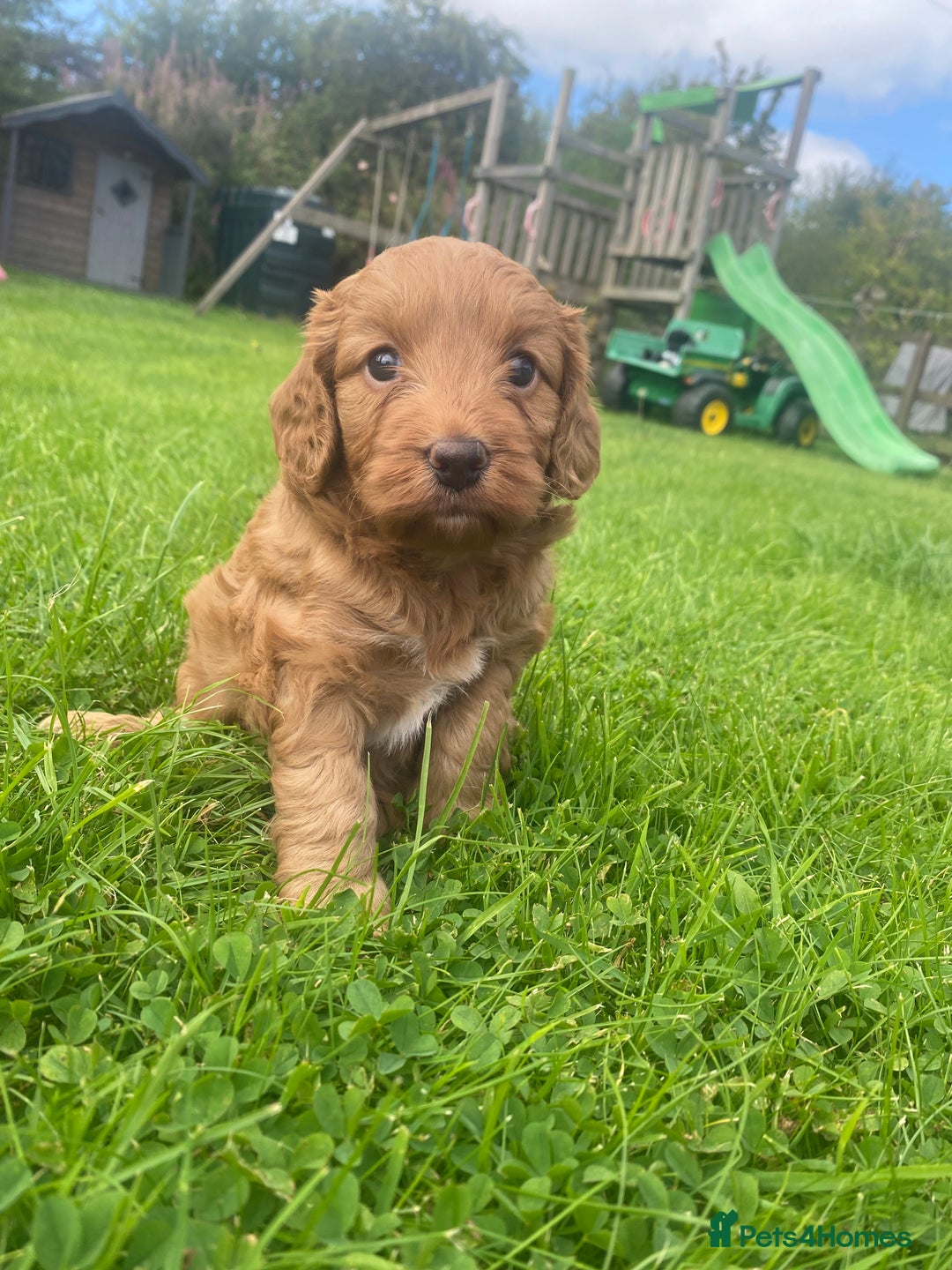 Cockapoo dogs for sale: Cockapoo F1 - Image 3