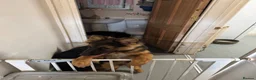 German Shepherd dogs for sale: German Shepherd puppy for sale - Advert 4