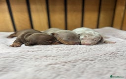 Miniature Dachshund dogs for sale: 5⭐️ licensed breeder. Rainbow litter  - Image 2