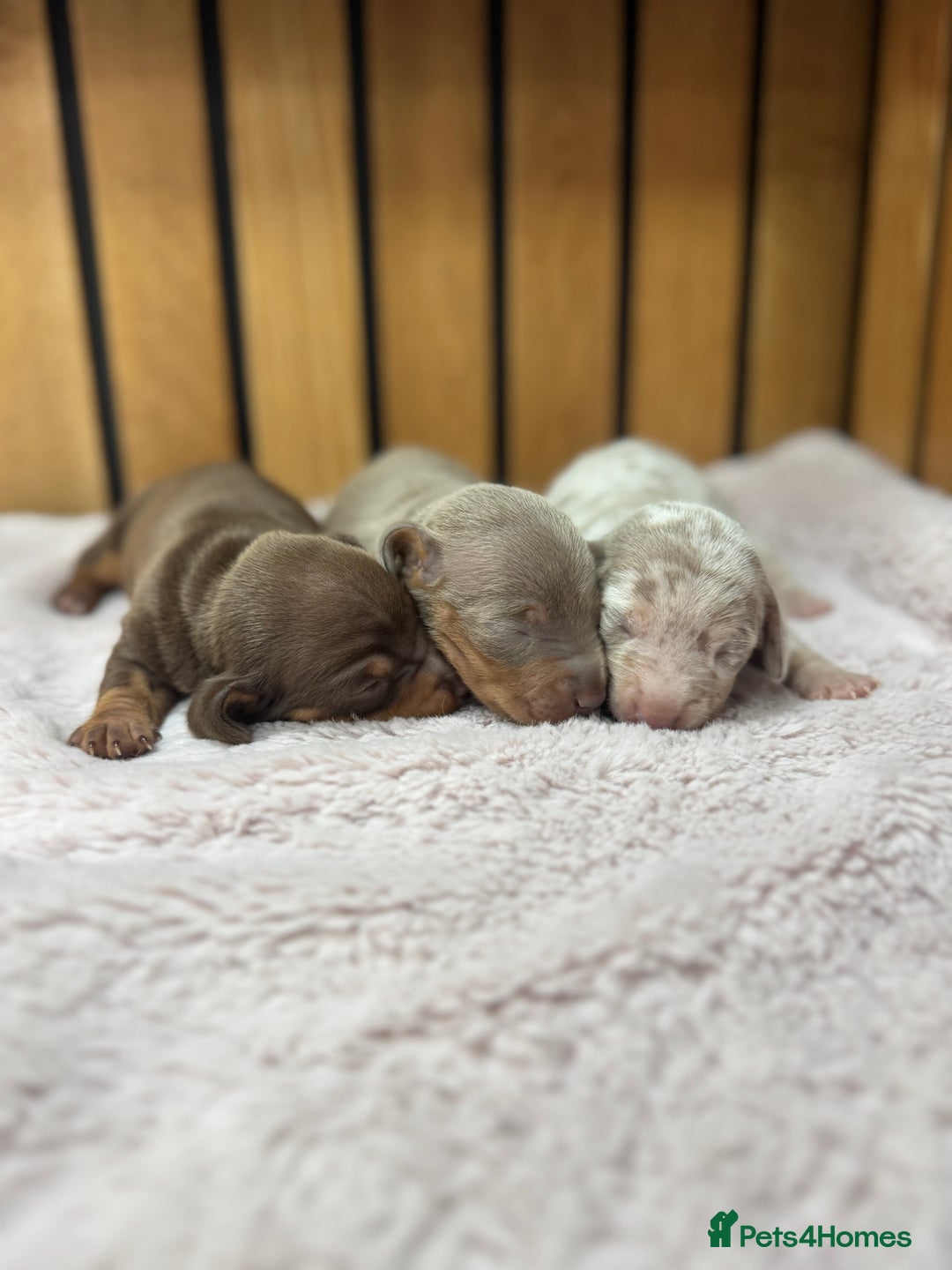Miniature Dachshund dogs for sale: 5⭐️ licensed breeder. Rainbow litter  - Image 2