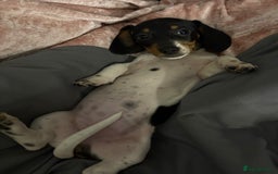 Miniature Dachshund dogs for sale: Four beautiful miniature dachshund girls - Advert 37