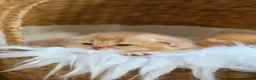British Shorthair cats for sale: Golden British Shorthair Kittens - Reg & Licensed - Advert 7