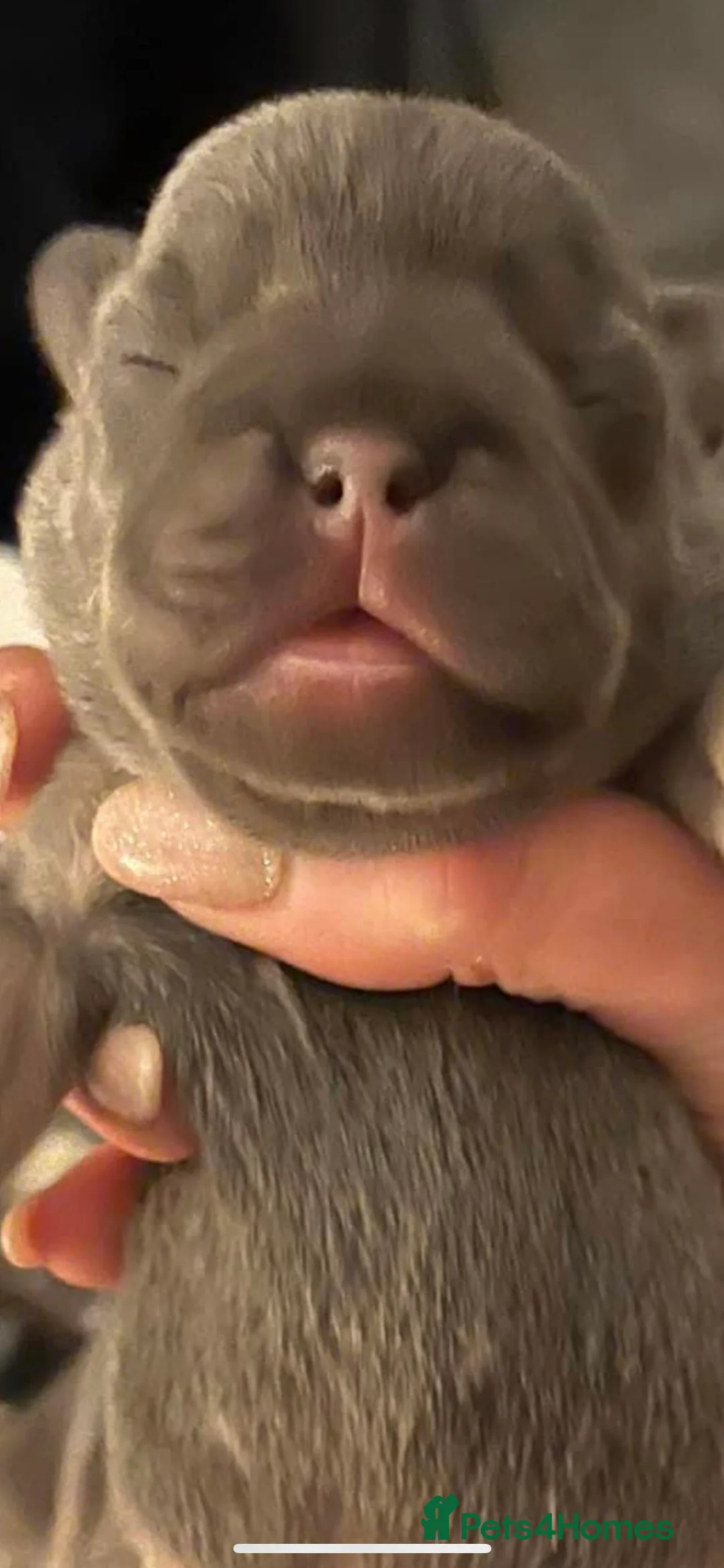 French Bulldog dogs for stud: Stunning French Bulldog For Stud in Dundee - Advert 20