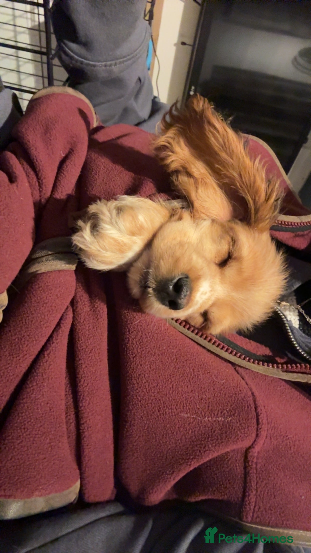 Cocker Spaniel dogs Show cocker spaniel puppies - Advert 1