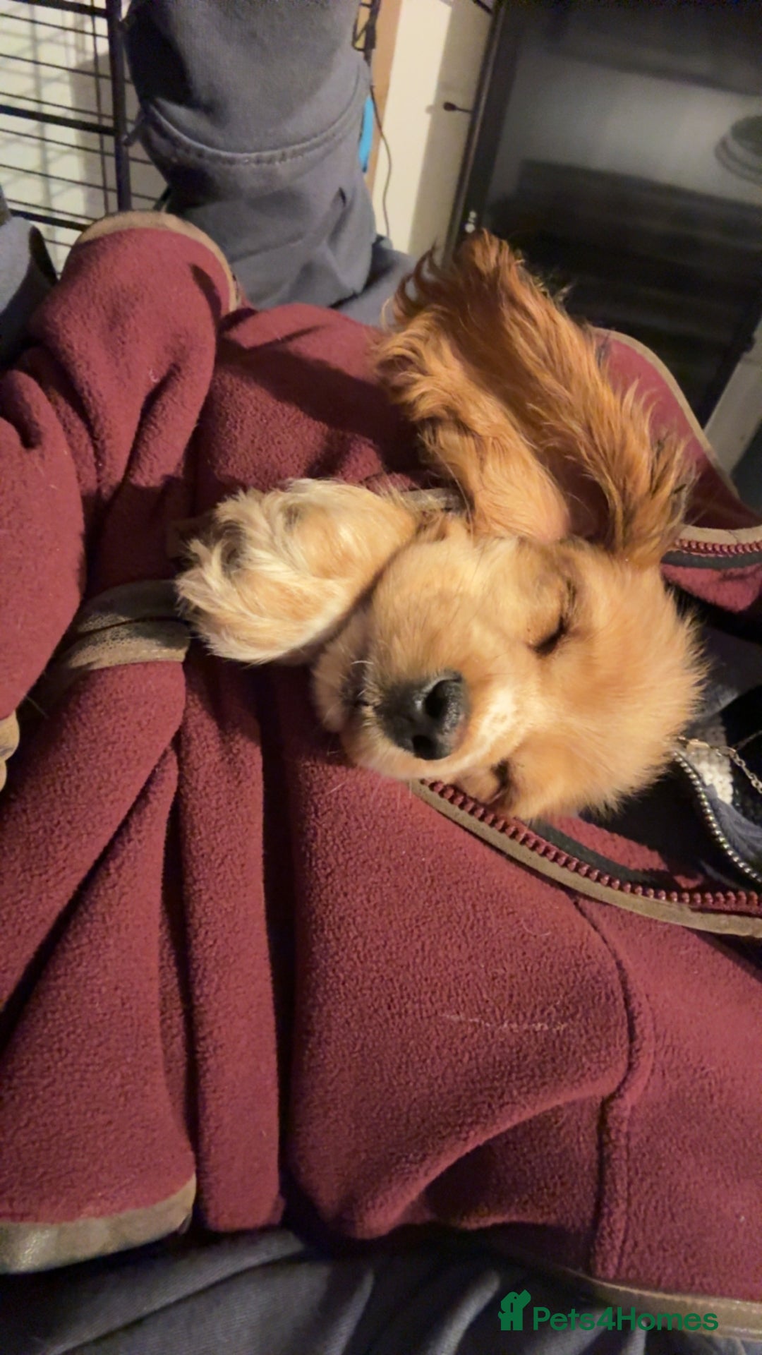 Cocker Spaniel dogs for sale: Show cocker spaniel puppies - Advert 1