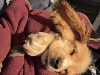 Cocker Spaniel dogs Show cocker spaniel puppies - Advert 1