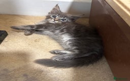 Maine Coon cats for sale: Beautiful GCCF kittens various colours - Image 24