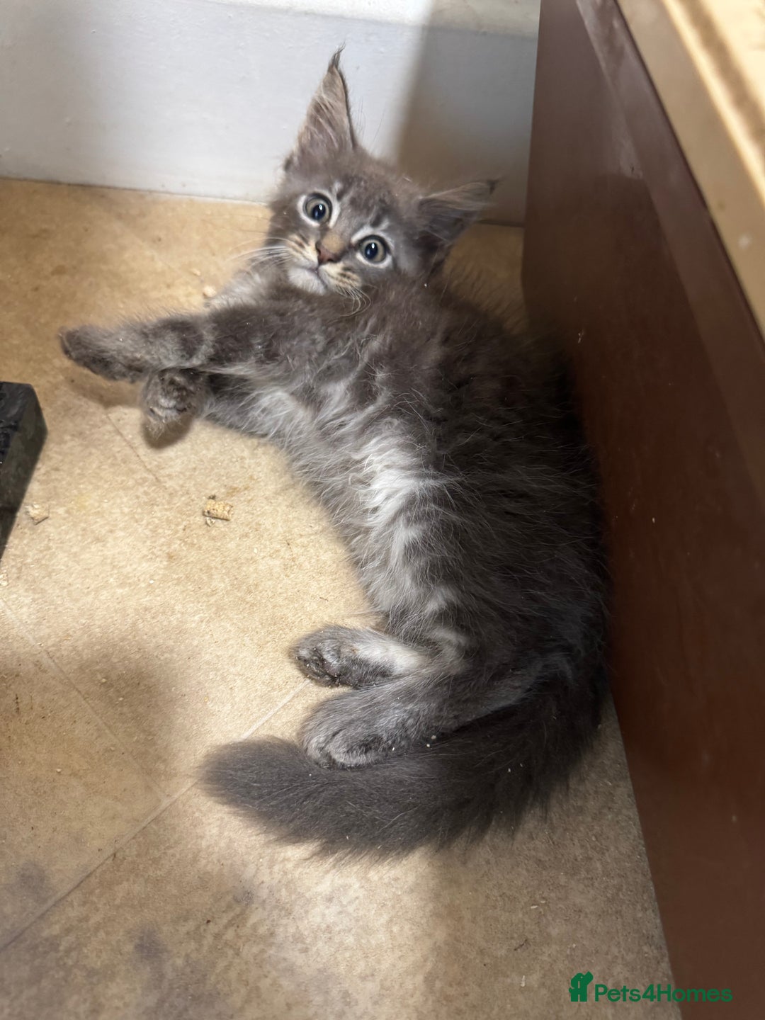 Maine Coon cats for sale: Beautiful GCCF kittens various colours - Image 24