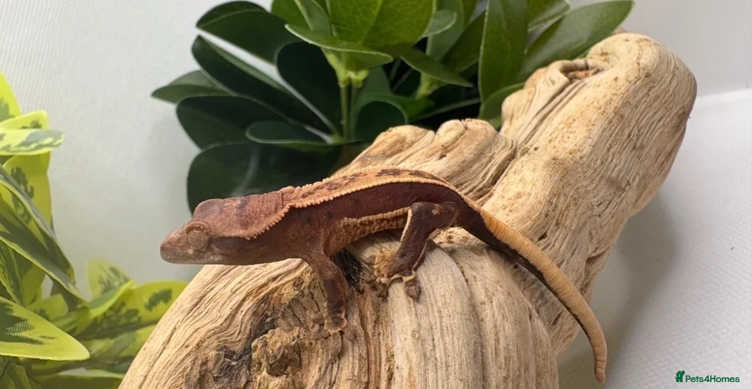 Gecko reptiles for sale: Crested geckos for sale! - Advert 2