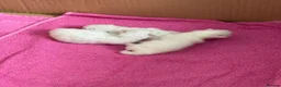 Ragdoll cats for sale: Beautiful fluffy chunky Ragdoll kittens - Advert 8
