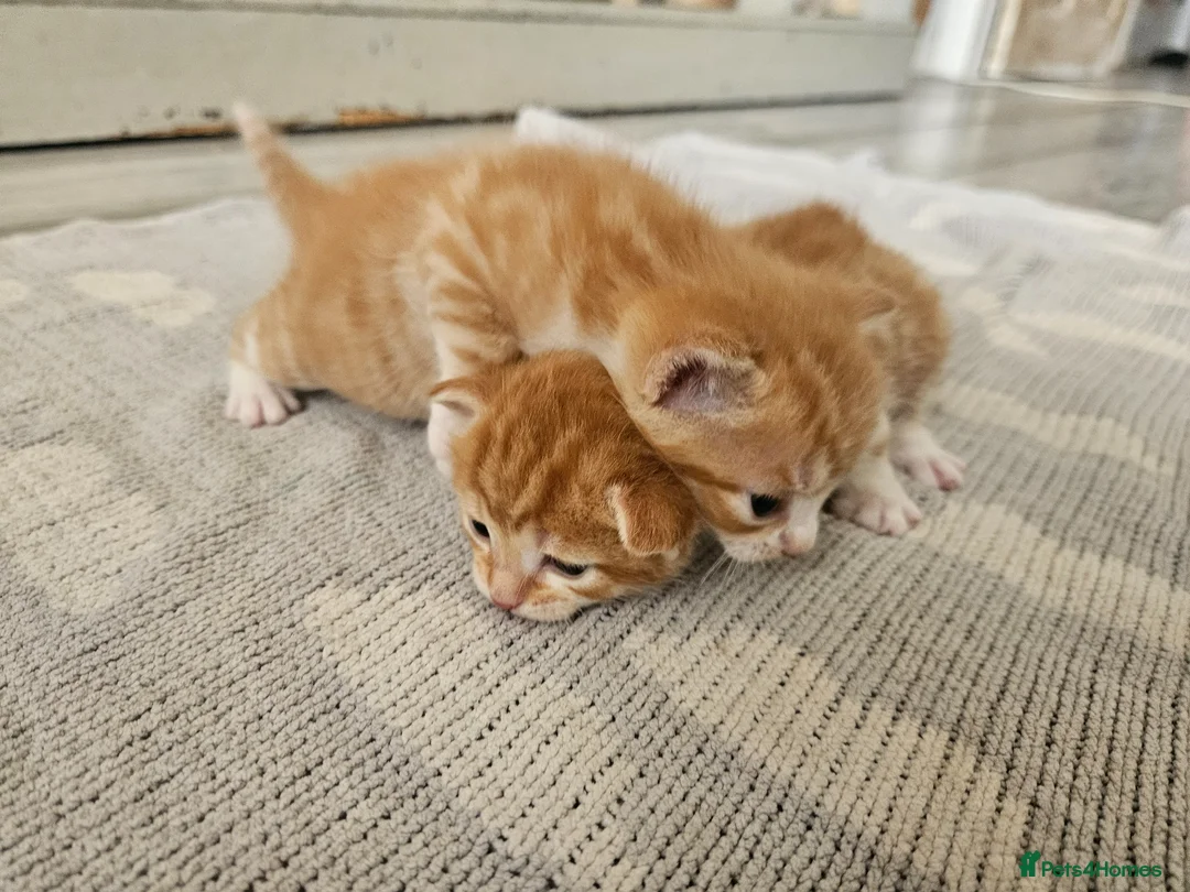 Mixed Breed cats for sale: Female ginger tabby kittens in Billingham - Advert 2