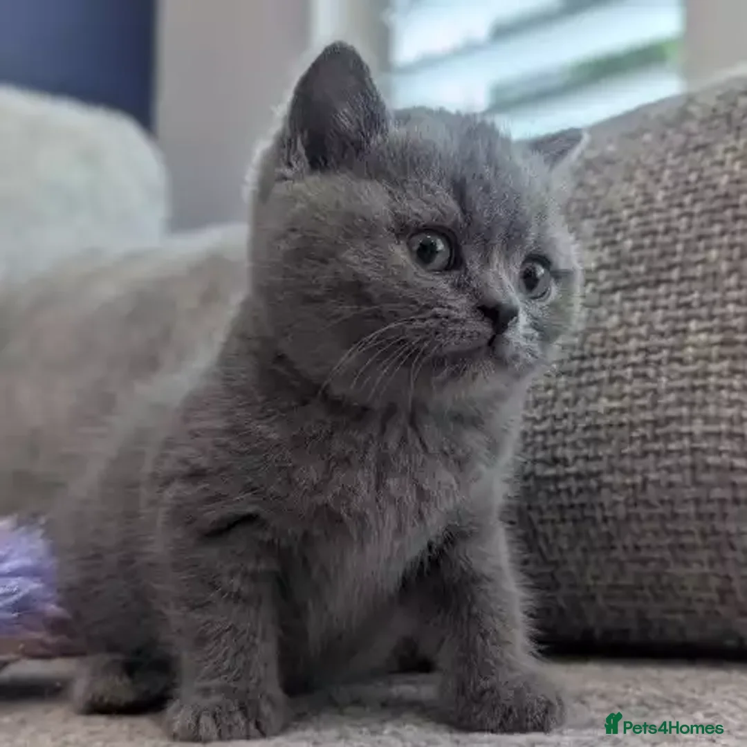 British Shorthair cats for sale: British Shorthair Kittens for sale - Advert 2