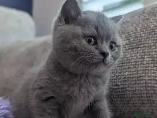 British Shorthair cats British Shorthair Kittens for sale - Advert 15