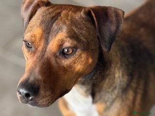 Mixed Breed dogs Sweet Gomez looking for Love - Advert 6