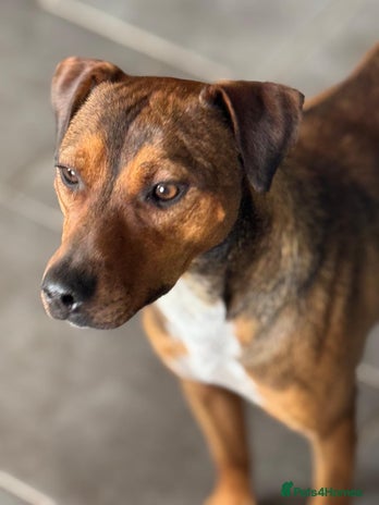 Mixed Breed dogs Sweet Gomez looking for Love - Advert 3