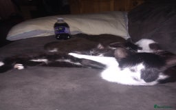 Mixed Breed cats for sale: Kittens  - Image 7