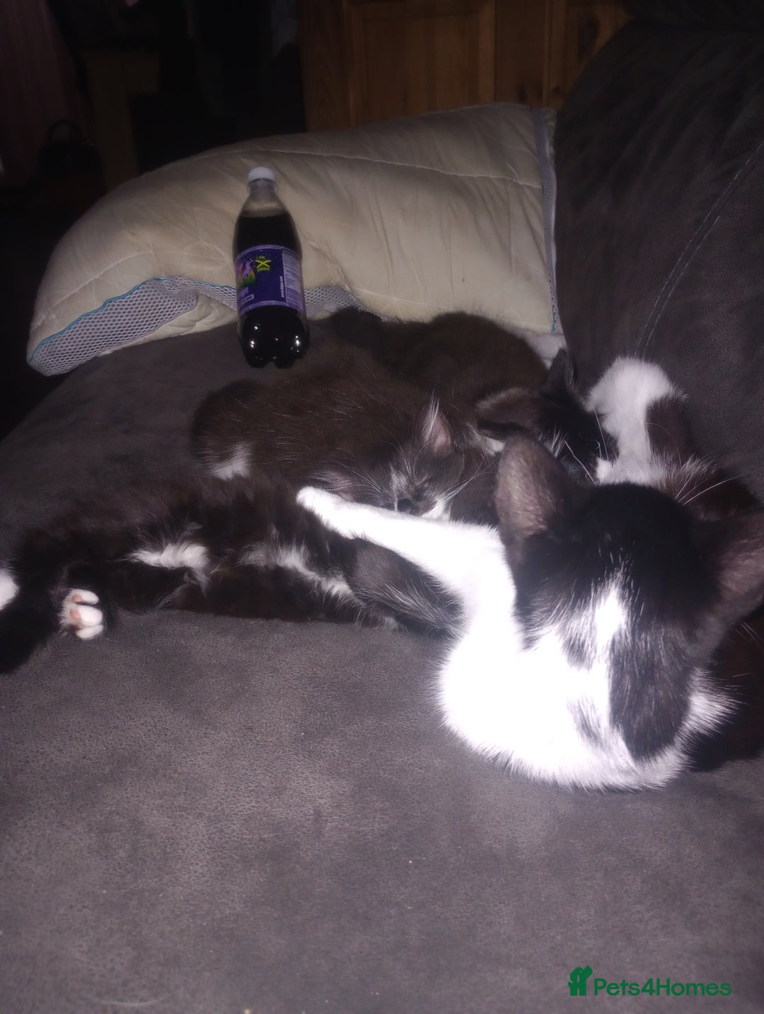 Mixed Breed cats for sale: Kittens  - Image 7