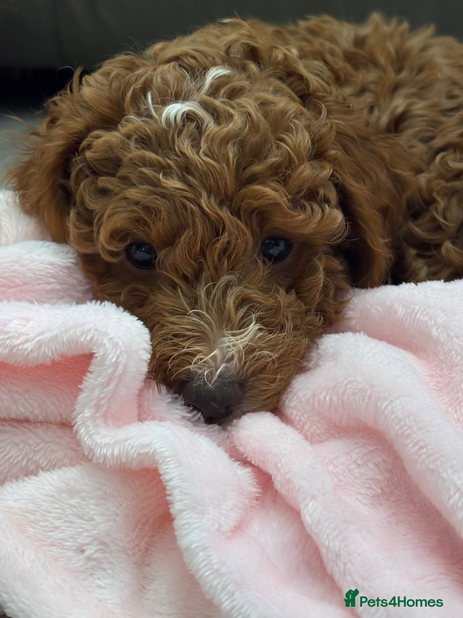 Mini Goldendoodle dogs Beautiful Mini Double Doodles READY TO LEAVE - Advert 15