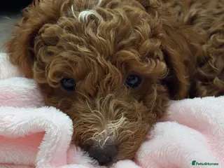 Mini Goldendoodle dogs Beautiful Mini Double Doodles READY TO LEAVE - Advert 15