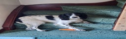 English Springer Spaniel dogs for stud: Beautiful Proven Springer Spaniel for stud. in Abertillery - Advert 4