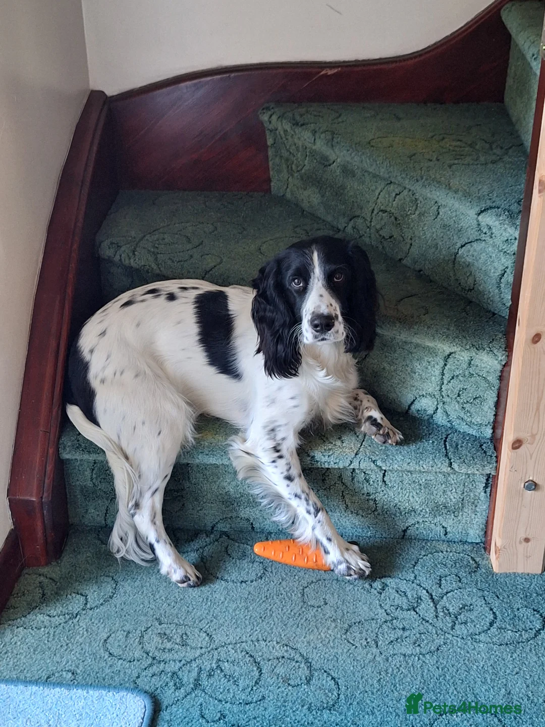 English Springer Spaniel dogs for stud: Beautiful Proven Springer Spaniel for stud. in Abertillery - Advert 5