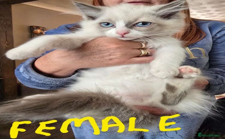Ragdoll cats - Advert 3