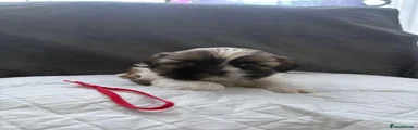 Shih Tzu 4