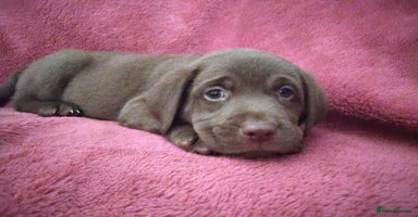 Labrador Retriever dogs Labrador puppies  - Advert 1