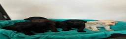 Labrador Retriever dogs for sale: Gorgeous Labrador puppies  in Ingatestone - Advert 1