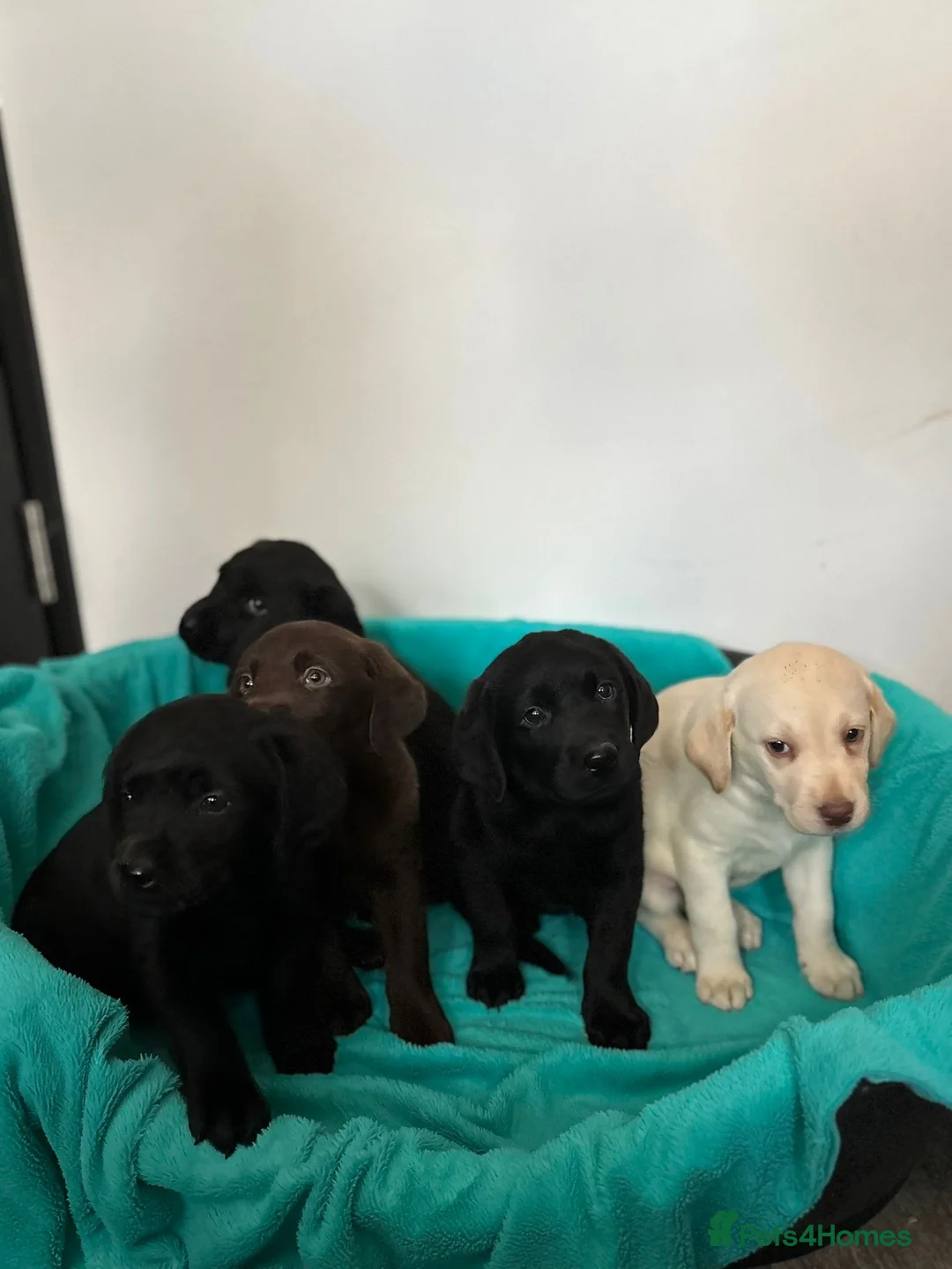 Labrador Retriever dogs for sale: Gorgeous Labrador puppies  in Ingatestone - Advert 1