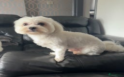 Maltese dogs for sale: 🤩Gorgeous little boy 🤩 - Image 11