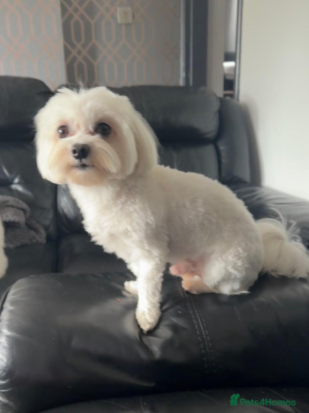 Maltese dogs for sale: 🤩Gorgeous little boy 🤩 - Image 11