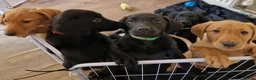 Labrador Retriever dogs for sale: Kc registered Labrador puppies  - Advert 10